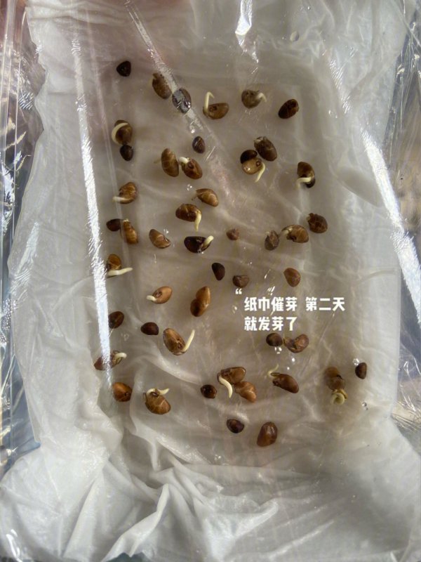 薄荷种子怎么催芽