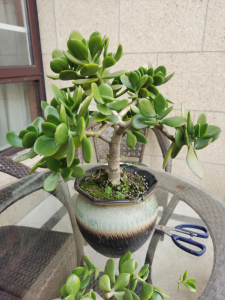 玉树怎么养长得快又旺盛 如何让玉树生长迅速并茁壮长势？