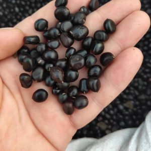 牡丹籽能种吗 牡丹种子可以播种吗？