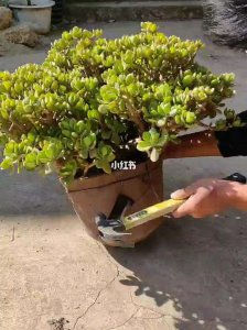 玉树怎么配土 玉树适合种植在什么样的土壤里？