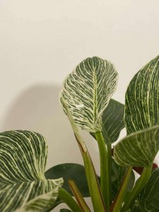 金钻可以浇啤酒吗 金钻能不能用来灌啤酒？