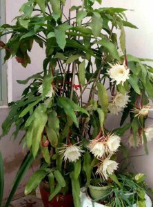 昙花什么时候分盆最合适 昙花最佳分盆时间是什么时候？