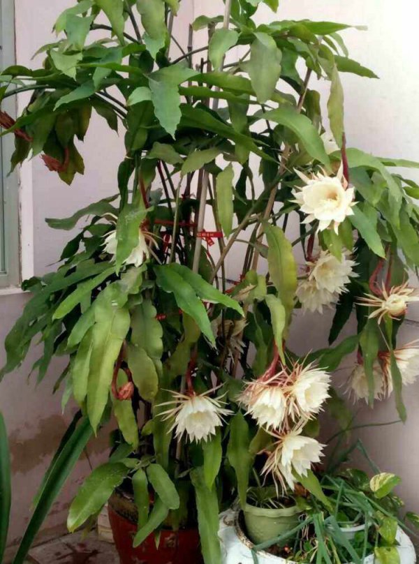 昙花什么时候分盆最合适