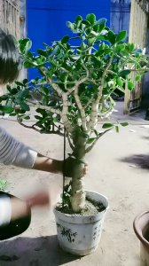 玉树怎么养成老桩造型 怎样培养玉树成为老树造型