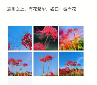 彼岸花怎么种 彼岸花如何栽种？