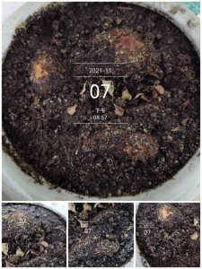 榴莲种子多久发芽 榴莲种子发芽需要多长时间？