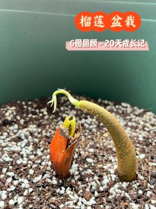 榴莲籽能种吗 榴莲籽可否种植？