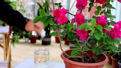 淘米水可以浇三角梅吗 三角梅适合浇淘米水吗？