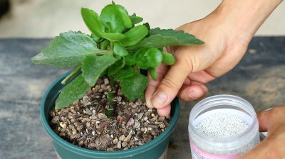 磷酸二氢钾可以浇长寿花吗 长寿花适合使用磷酸二氢钾吗？