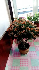 长寿花怎么养成老桩造型 如何培养长寿花形成老树造型
