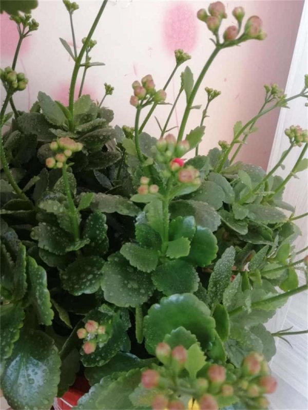小苏打可以浇长寿花吗