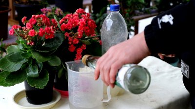 白醋兑水可以浇长寿花吗 用白醋稀释后是否适合浇长寿花？