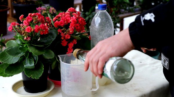 白醋兑水可以浇长寿花吗
