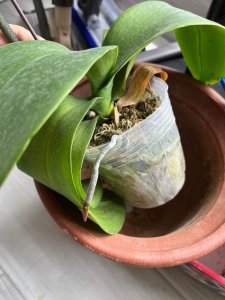 蝴蝶兰多久服盆 蝴蝶兰何时入盆？