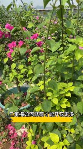 三角梅开花后怎么修剪 三角梅开花后的修剪技巧