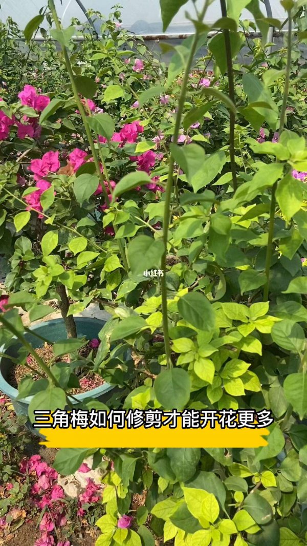 三角梅开花后怎么修剪