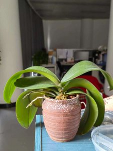 蝴蝶兰怎么移植 蝴蝶兰如何进行移植、如何移植蝴蝶兰