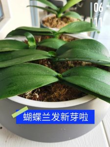 蝴蝶兰可以用土养吗 蝴蝶兰适合土壤种植吗？