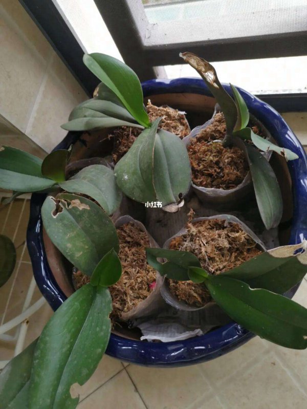 多菌灵可以浇蝴蝶兰吗