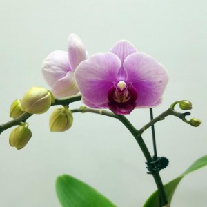 孕妇可以养蝴蝶兰吗 备孕期间可以种植蝴蝶兰吗？
