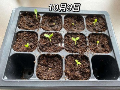 天竺葵种子多久发芽 天竺葵种子发芽需要多长时间？