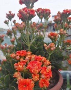 长寿花可以插枝吗 长寿花适合插枝吗？