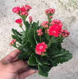 长寿花冬天能栽活吗 长寿花寒冬能成活吗？