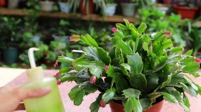 多菌灵可以浇蟹爪兰吗 多菌灵适合喷洒到蟹爪兰上吗？