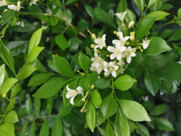 九里香喜水吗