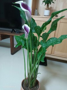 马蹄莲怎么养才能开花多 如何才能让马蹄莲开出更多的花？