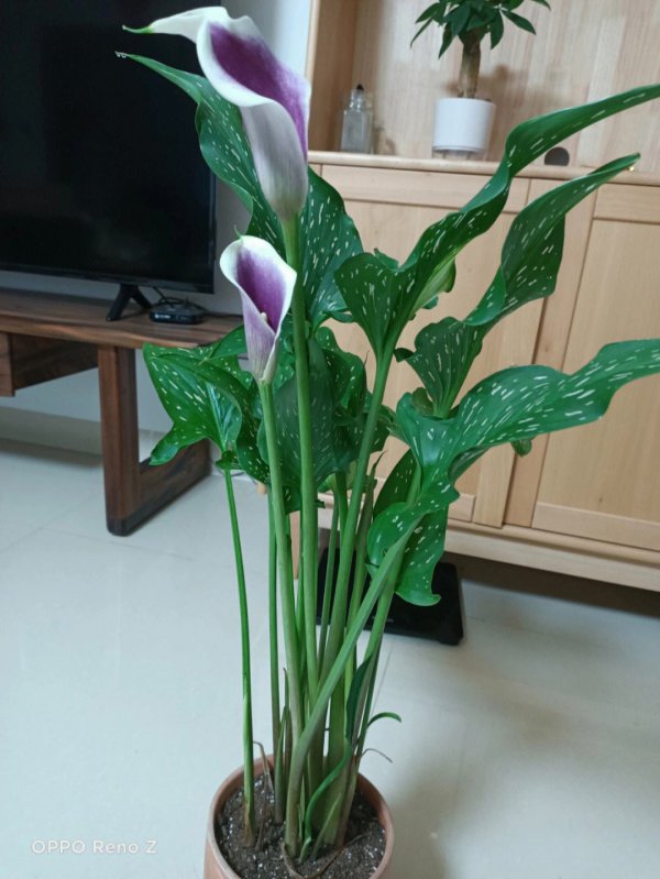 马蹄莲怎么养才能开花多