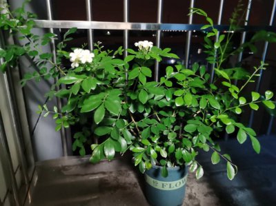 九里香怎么养才能开花多 怎样才能让九里香开花更多？