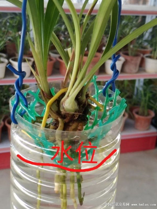 兰花浇什么水好