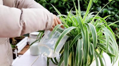 吊兰浇什么水好 养吊兰要用什么水浇最好？