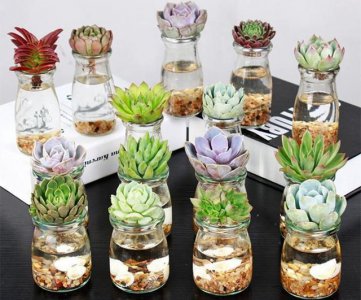 多肉浇什么水好 多肉植物适合用什么水浇？