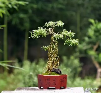 六月雪浇什么水好 六月雪适合浇什么水？