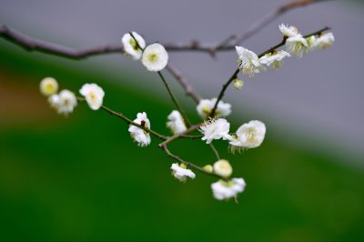 绿梅花的寓意是什么 绿梅花象征着什么？
