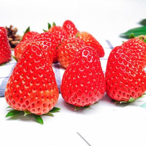 高产量草莓品种有哪些 高产量的草莓有哪些品种？