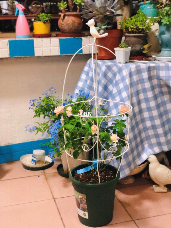 自制爬藤花架