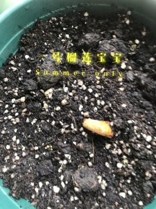 榴莲发芽后芽朝上种吗 榴莲发芽后是不是朝上种植？