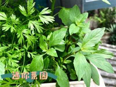 荆芥怎么种 种荆芥的方法
栽种荆芥的步骤