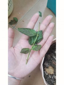光杆茉莉还能发芽吗 光杆茉莉是否可以重新长出新芽？
