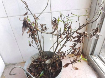 栀子花叶子蔫了软了怎么办 栀子花叶子变软了怎么处理