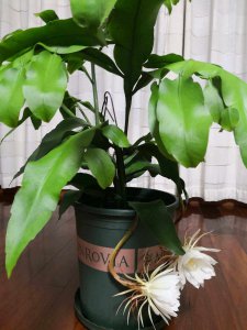 昙花浇什么水好 昙花需要什么样的水浇灌更好？
