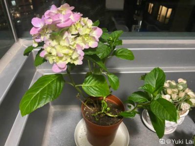 绣球花浇什么水好 绣球花需注意的浇水方法