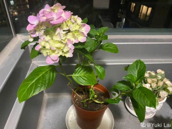 绣球花浇什么水好