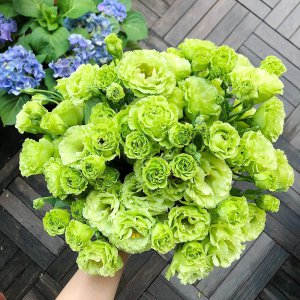洋桔梗浇什么水好 洋紫荆需要什么样的水？