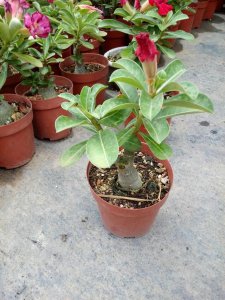 沙漠玫瑰花浇什么水好 沙漠玫瑰花喜欢什么水？