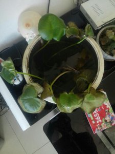 睡莲黄叶是怎么回事 睡莲为何变黄叶？