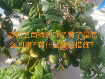 三角梅黄叶是怎么回事 三角梅为何叶子变黄？